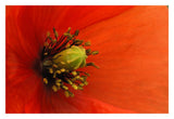 Long-Headed Poppy, Netherlands-Paper Art-32,,X22,,