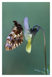 Weaver'S Fritillary Adult On Pansy Europe-Paper Art-26,,X38,,