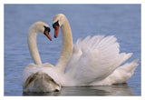 Mute Swan Pair Courting, Europe-Paper Art-20,,X14,,
