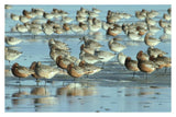 Black-Tailed Godwit Flock Resting In Estuary At High-Tide, Europe-Paper Art-38,,X26,,