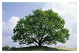 English Oak In Autumn, Europe, Asia And North Africa Introduced Into North America-Paper Art-20,,X14,,