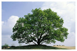 English Oak In Autumn, Europe, Asia And North Africa Introduced Into North America-Paper Art-50,,X34,,