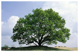 English Oak In Autumn, Europe, Asia And North Africa Introduced Into North America-Paper Art-62,,X42,,