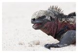 Marine Iguana, Galapagos Islands, Ecuador-Paper Art-20,,X14,,
