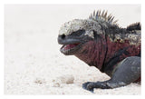 Marine Iguana, Galapagos Islands, Ecuador-Paper Art-38,,X26,,