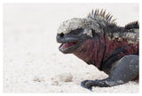 Marine Iguana, Galapagos Islands, Ecuador-Paper Art-50,,X34,,