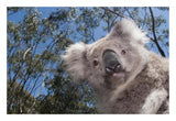 Koala In Gum Tree Forest, Victoria, Australia-Paper Art-26,,X18,,