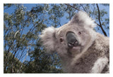Koala In Gum Tree Forest, Victoria, Australia-Paper Art-32,,X22,,
