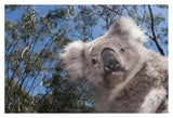 Koala In Gum Tree Forest, Victoria, Australia-Paper Art-38,,X26,,