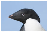 Adelie Penguin Portrait, Prydz Bay, Eastern Antarctica-Paper Art-50,,X34,,