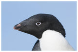 Adelie Penguin Portrait, Prydz Bay, Eastern Antarctica-Paper Art-62,,X42,,