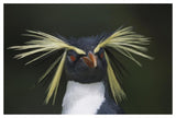 Rockhopper Penguin Portrait, Gough Island, South Atlantic-Paper Art-50,,X34,,
