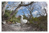 Nazca Booby With Chick In Nest, Galapagos Islands, Ecuador-Paper Art-32,,X22,,