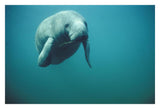 West Indian Manatee Or Sea Cow Wintering In Clear Spring Waters, Crystal River, Florida-Paper Art-32,,X22,,