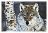 Gray Wolf Portrait, Norway-Paper Art-32,,X22,,