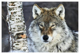 Gray Wolf Portrait, Norway-Paper Art-50,,X34,,