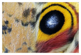 Io Moth Wing With Eye-Spot, Texas-Paper Art-38,,X26,,