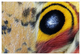 Io Moth Wing With Eye-Spot, Texas-Paper Art-50,,X34,,