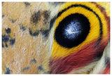 Io Moth Wing With Eye-Spot, Texas-Paper Art-62,,X42,,