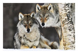 Gray Wolf Pair In The Snow, Norway-Paper Art-26,,X18,,