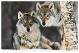 Gray Wolf Pair In The Snow, Norway-Paper Art-62,,X42,,