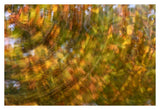 Fall Colored Tree, Vlaardingen, Netherlands-Paper Art-38,,X26,,
