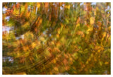 Fall Colored Tree, Vlaardingen, Netherlands-Paper Art-50,,X34,,