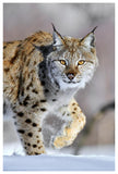 Eurasian Lynx Walking Through The Snow, Norway-Paper Art-42,,X62,,