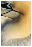 Northern Gannet Up Close, Saltee Islands, Ireland-Paper Art-26,,X38,,