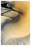Northern Gannet Up Close, Saltee Islands, Ireland-Paper Art-34,,X50,,