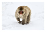 Japanese Macaque Walking Through The Snow, Jigokudani Joshinetsu Kogen National Park, Japan-Paper Art-26,,X18,,