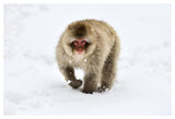 Japanese Macaque Walking Through The Snow, Jigokudani Joshinetsu Kogen National Park, Japan-Paper Art-50,,X34,,