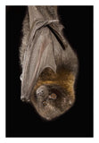 Rodrigues Flying Fox Roosting, Native To Rodrigues Island-Paper Art-18,,X26,,