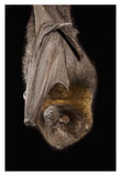 Rodrigues Flying Fox Roosting, Native To Rodrigues Island-Paper Art-26,,X38,,