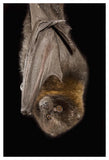 Rodrigues Flying Fox Roosting, Native To Rodrigues Island-Paper Art-34,,X50,,
