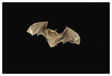 Little Brown Bat Flying At Night, Coconino National Forest, Arizona-Paper Art-50,,X34,,