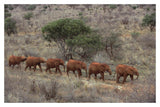 African Elephant Young Orphans, Tsavo East National Park, Kenya-Paper Art-20,,X14,,