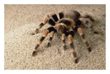 Mexican Red-Knee Tarantula Portrait, Mexico-Paper Art-26,,X18,,