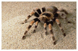 Mexican Red-Knee Tarantula Portrait, Mexico-Paper Art-50,,X34,,