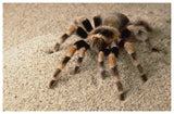 Mexican Red-Knee Tarantula Portrait, Mexico-Paper Art-62,,X42,,