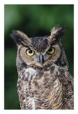 Great Horned Owl Close-Up Portrait, North America-Paper Art-18,,X26,,