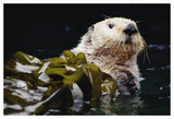 Sea Otter Portrait In Kelp, Pacific Coast, North America-Paper Art-50,,X34,,