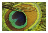 Indian Peafowl Male Display Feathers, Native To India And Southeast Asia-Paper Art-26,,X18,,