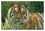 Bengal Tiger Portrait At The Hilo Zoo, Hawaii, Native To India And Southeast Asia-Paper Art-20,,X14,,