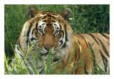 Bengal Tiger Portrait At The Hilo Zoo, Hawaii, Native To India And Southeast Asia-Paper Art-26,,X18,,