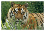 Bengal Tiger Portrait At The Hilo Zoo, Hawaii, Native To India And Southeast Asia-Paper Art-32,,X22,,