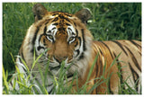 Bengal Tiger Portrait At The Hilo Zoo, Hawaii, Native To India And Southeast Asia-Paper Art-62,,X42,,