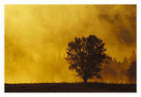 Sunrise Through Thermal Fog And Lone Tree, Near Snake River, Grand Teton National Park, Wyoming-Paper Art-32,,X22,,