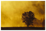 Sunrise Through Thermal Fog And Lone Tree, Near Snake River, Grand Teton National Park, Wyoming-Paper Art-50,,X34,,