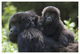 Mountain Gorilla Infant Riding On Mother'S Back, Parc National Des Volcans, Rwanda-Paper Art-50,,X34,,